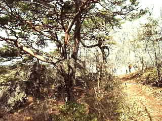 �������̖��͂��̖؂��R���ł�