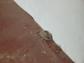 屋根の上のヤマネ