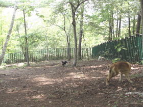 200�؂̐X�̃h�b�O����